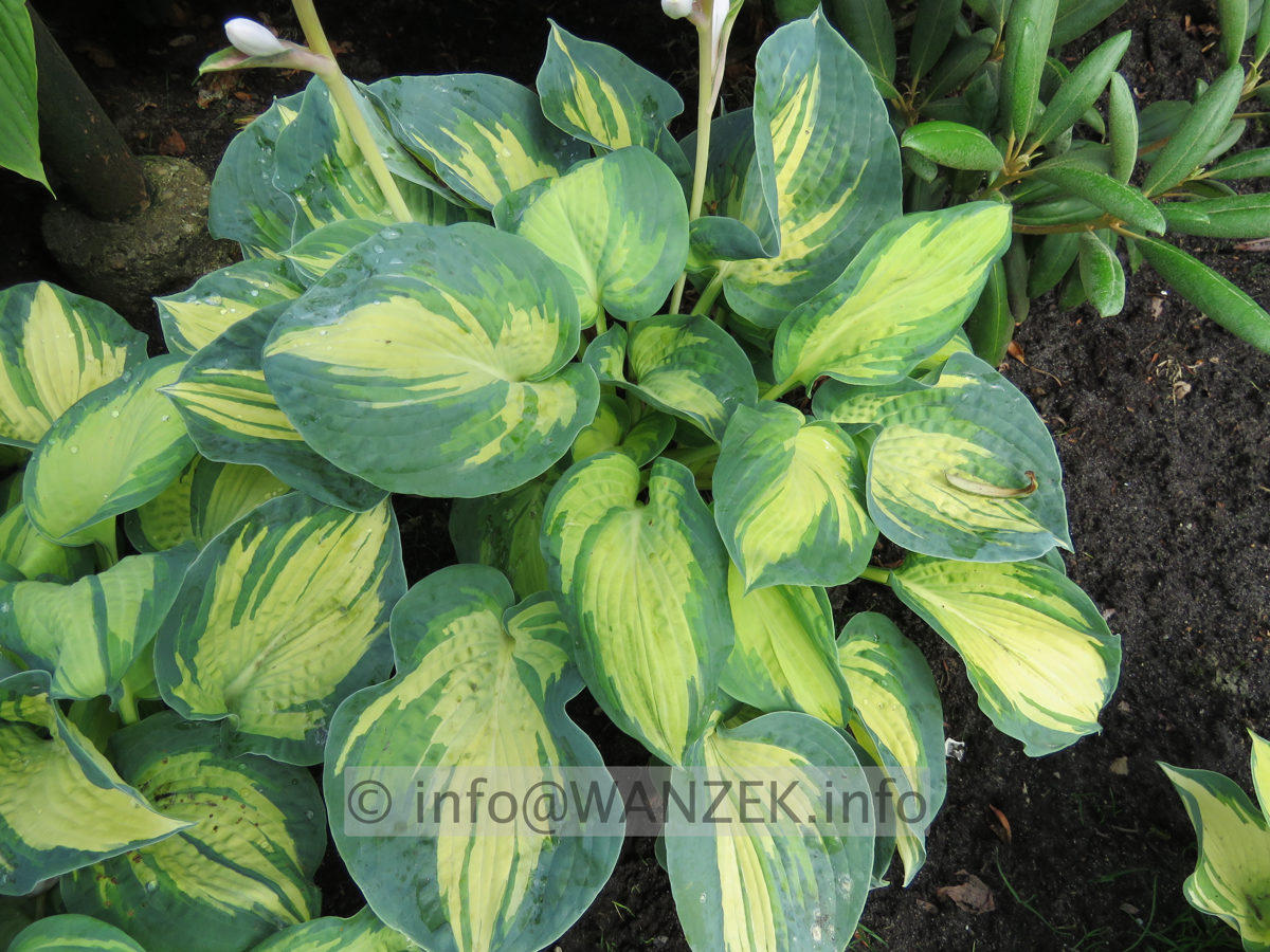Hosta Hybride Great Expectations - Sol 01.JPG